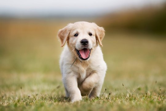 Labrador Puppies for sale