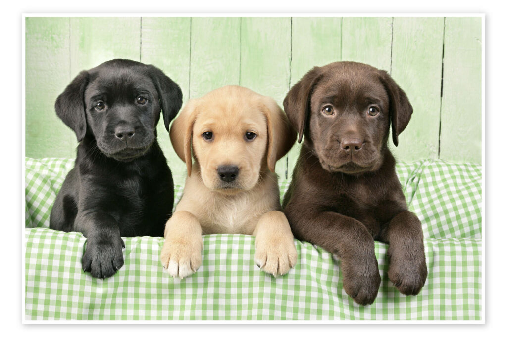 Labrador Puppies for sale