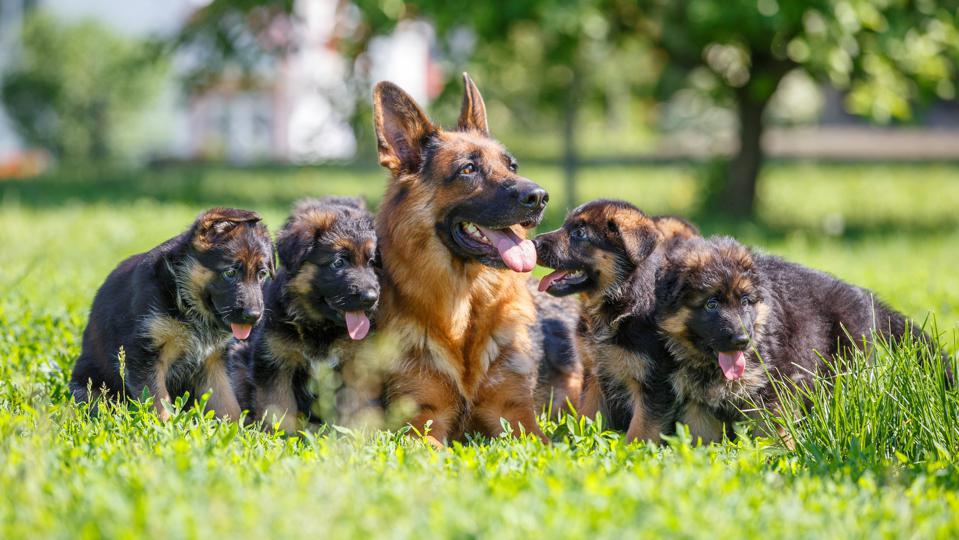 The Best German Shepherd Breeding