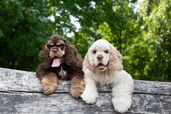 cocker spaniel puppies for sale