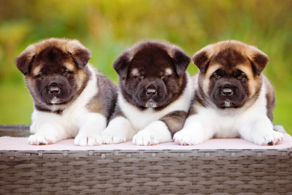 akita-puppies for sale near me