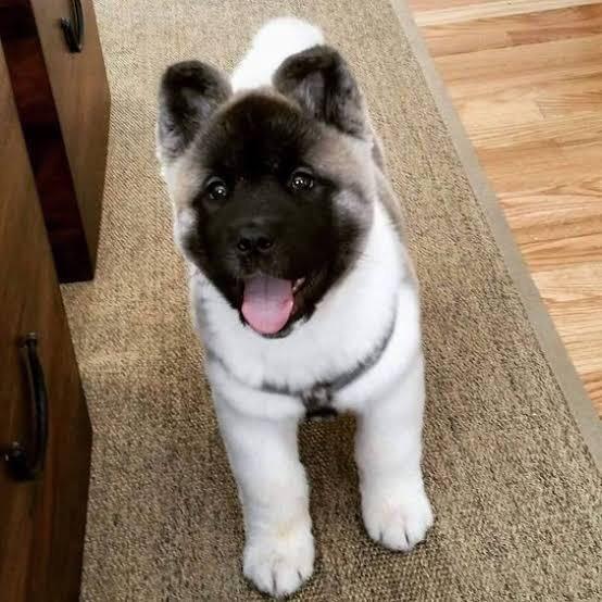 Akita Puppies For sale